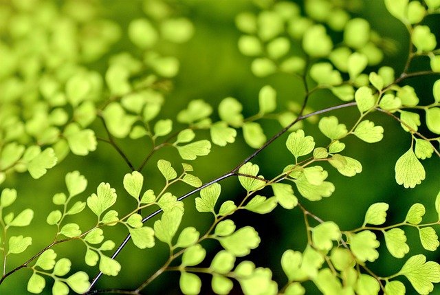 leaves, green, foliage, small leaves, branches, twigs, plants, green leaves, green foliage, nature, spring, leaves, leaves, green, green, green, spring, spring, spring, spring, spring